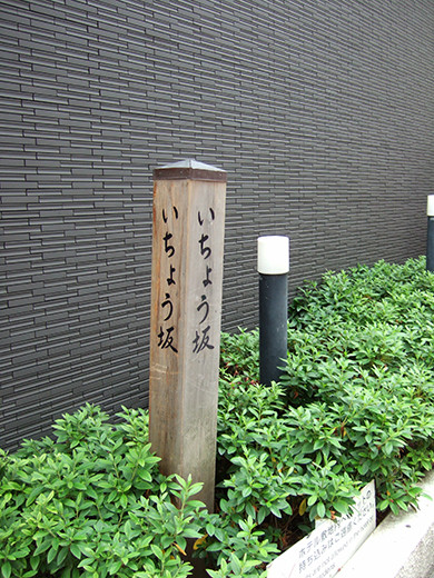いちょう坂(NO.244)7