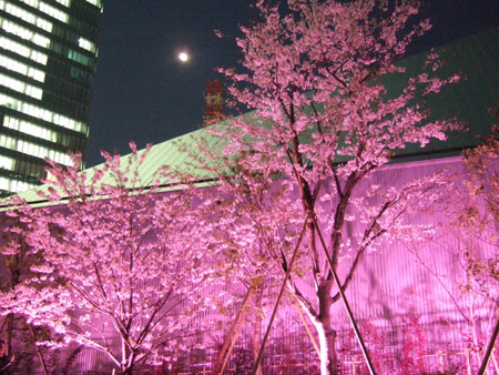 さくら坂で桜2