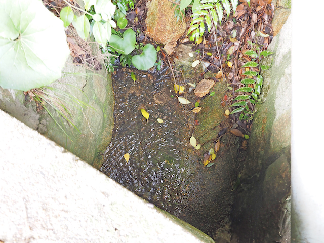 水が湧き出ている苦楽園二番町の坂道2