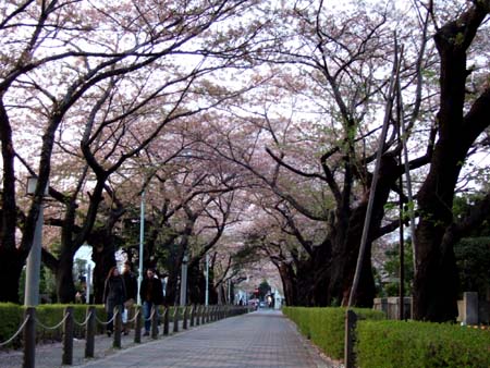 青山霊園の桜1