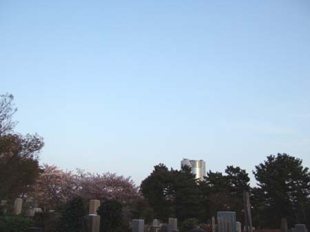 青山霊園の桜4