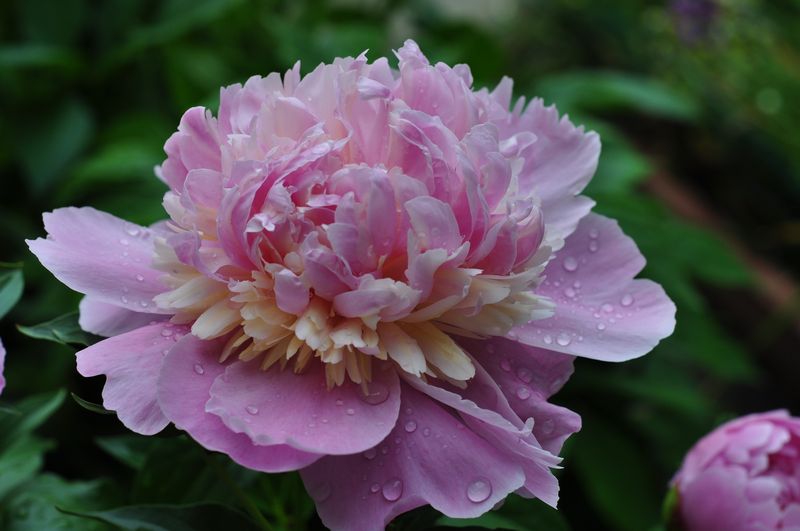 No 902 わが狭庭の植物図鑑 15 芍薬 古田けいじのブログ