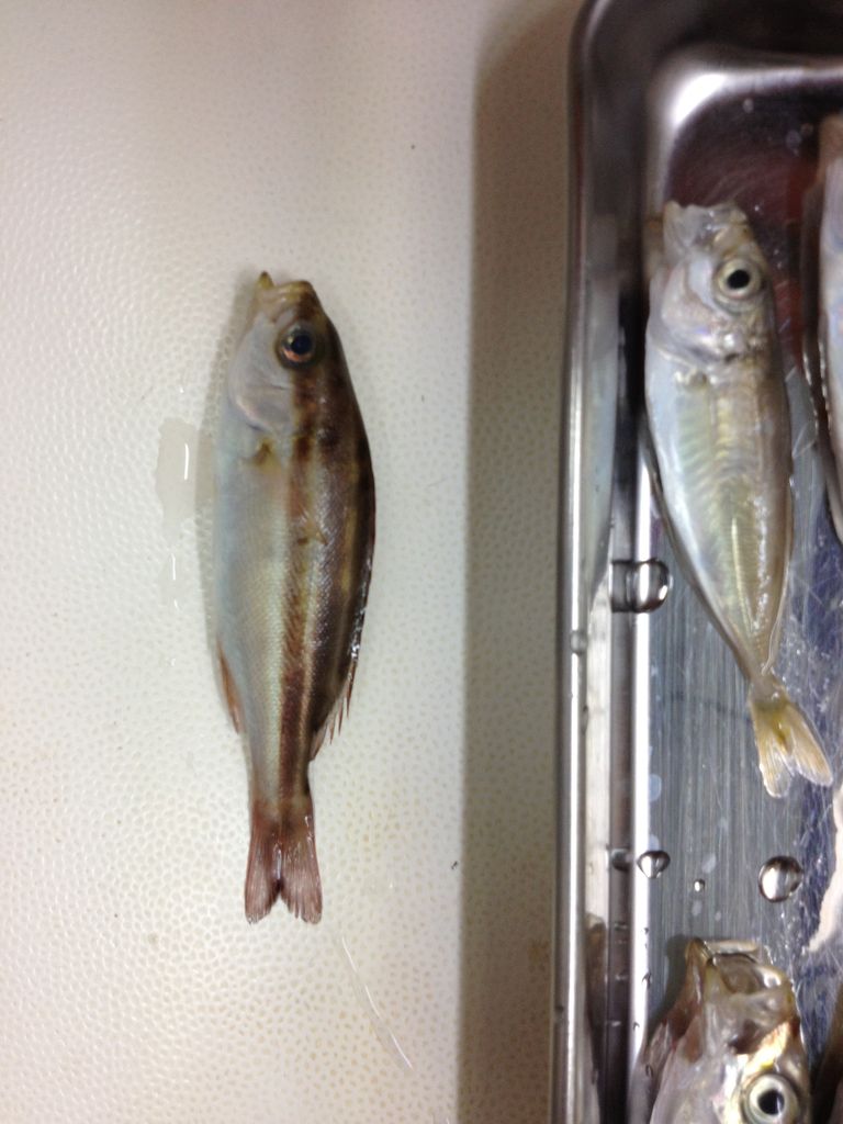 鹿島のアジと アジの料理 ちいパのアジ釣り日和 鹿島のアジと アジの料理 ちいパのアジ釣り日和