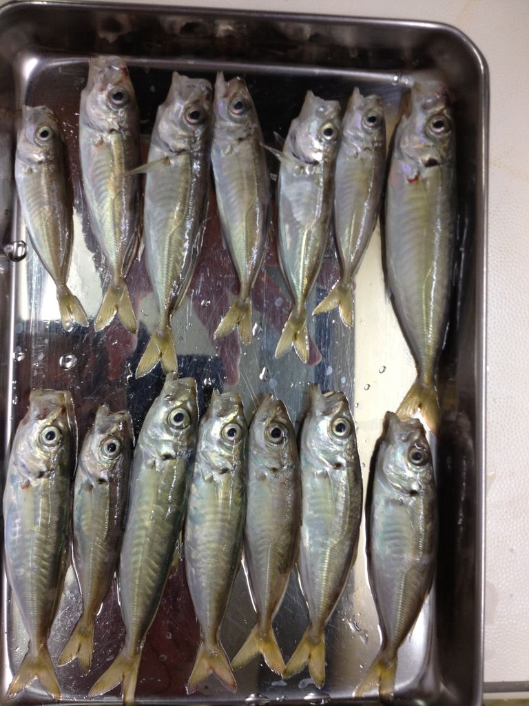 鹿島のアジと アジの料理 ちいパのアジ釣り日和