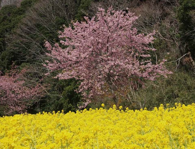 河津桜と菜の花_3.15