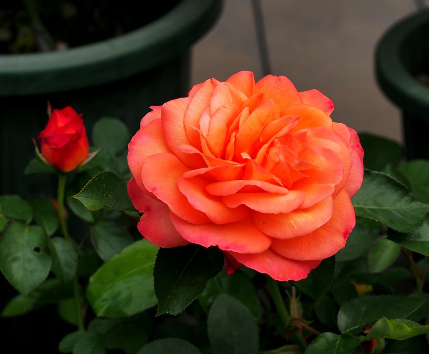 Souvenir d'AnneFrank_5.09