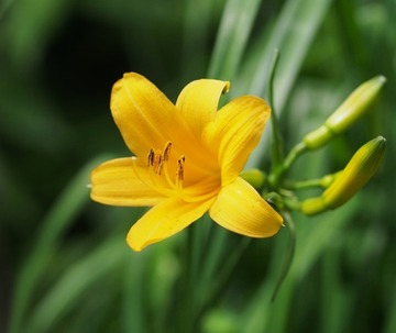 P512_ニッコウキスゲ