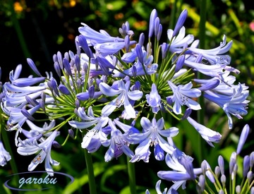 5.アバカンサス_6.19