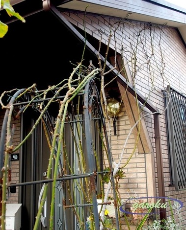 20.ピエール・ドゥ・ロンサール(CL)剪定_11.05