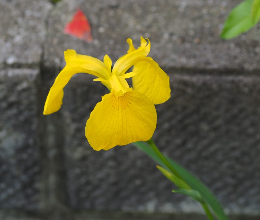 黄菖蒲_5.24