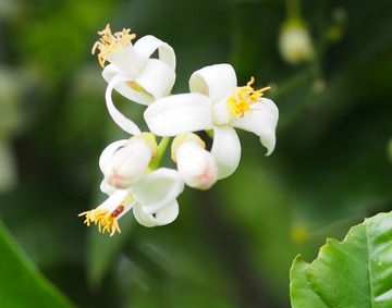 P512_レモンの花