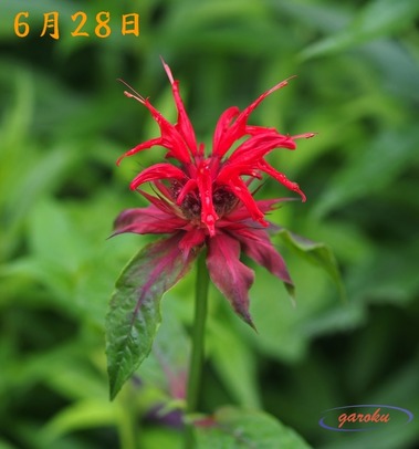 09.松明花_6.28