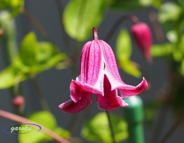 ティンクルピンク