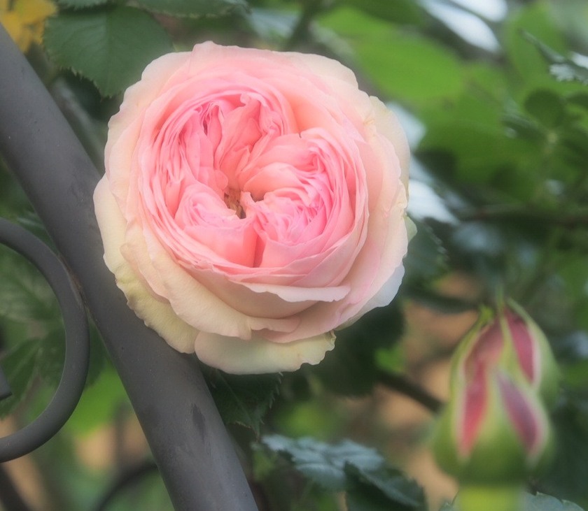 Pierre de Ronsard_'12.5.24