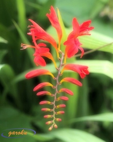 9.緋扇(ヒオウギ)水仙_6.25