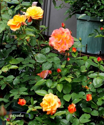 30.アンネの薔薇(FL)