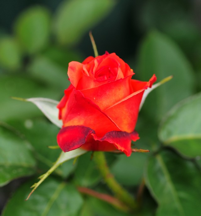 Souvenir d'AnneFrank_ 5.07