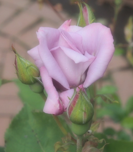 MadameViolet_5.29.0024