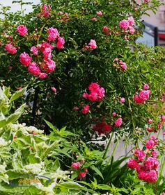 P529_ミニ薔薇(ツル)