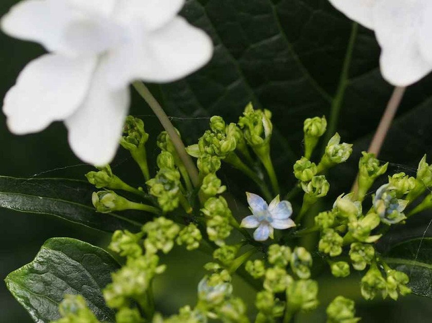 墨田の花火(花)_7.03