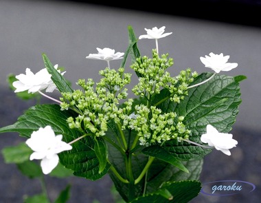 04.墨田の花火_6.16