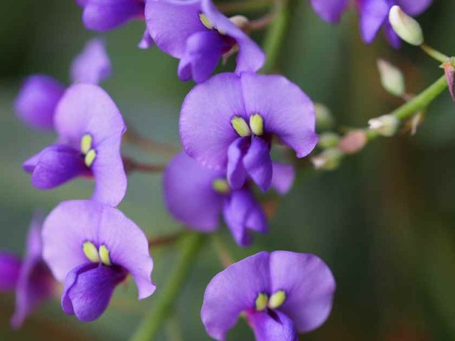 HardenBergia(紫)2_12.17