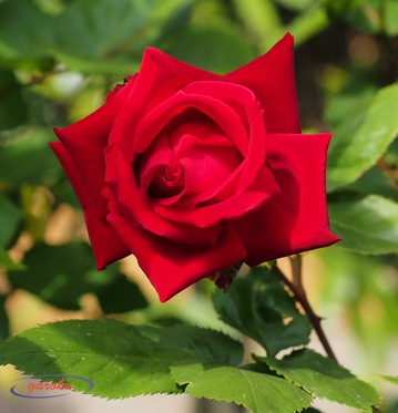 51.アンクルウォルター(HT)_Up