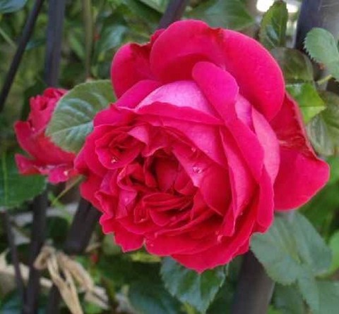 ピエールドゥロンサール-R