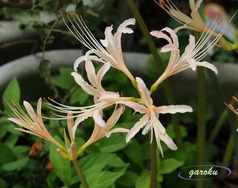 白の彼岸花_2