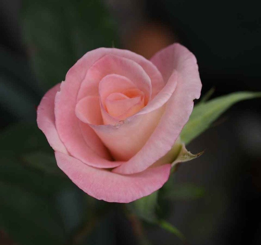 ジェミニ(a)_6.11