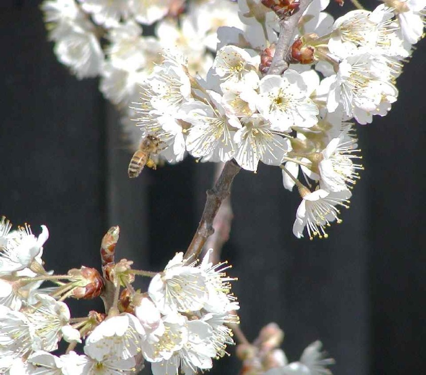 桜と蜜蜂