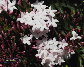 1.ハゴロモジャスミン_Up