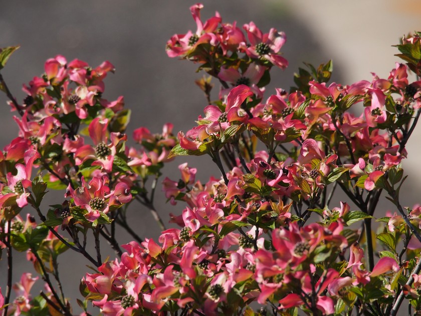 ハナミズキ_4.26