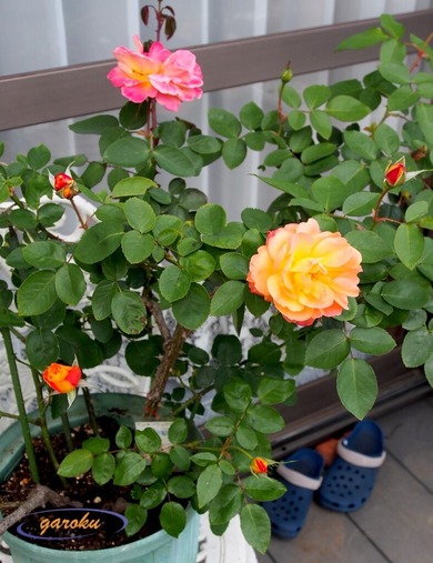 2.アンネの薔薇