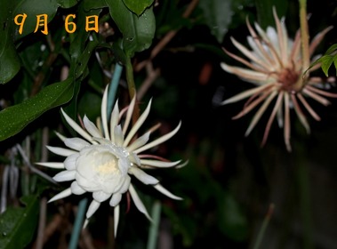 02.月下美人_9.06