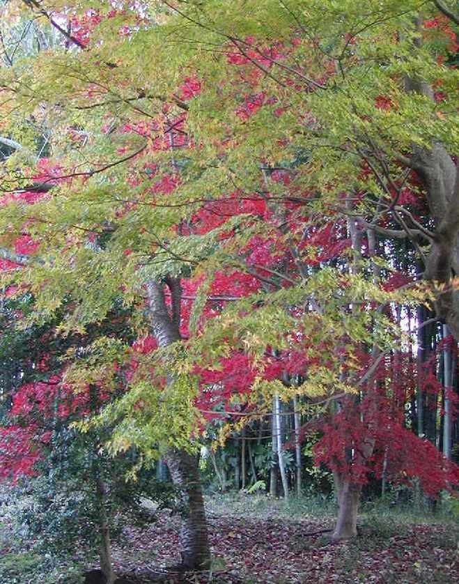 あおもみじ越の紅葉