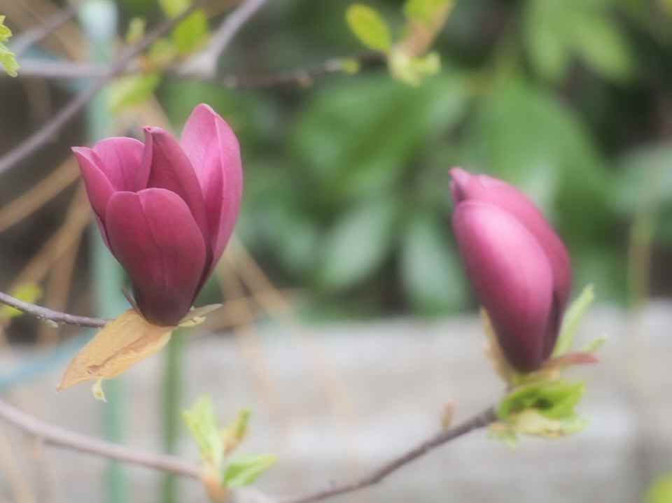 紫木蓮_4.10a