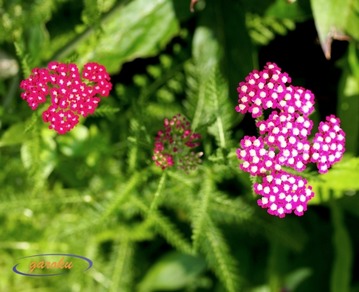 3.ノコギリ草_6.11