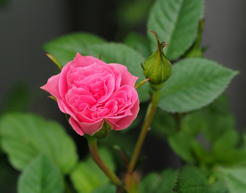 Overnight Sensation_5.09