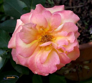 5.散り際のピンクは平和への願い