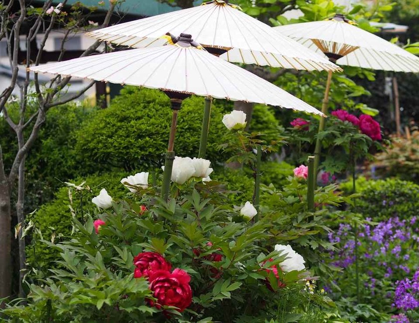 昼間の牡丹_5.01