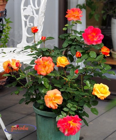 0.アンネの薔薇