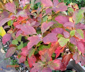 08.柏葉紫陽花の紅葉_11.15