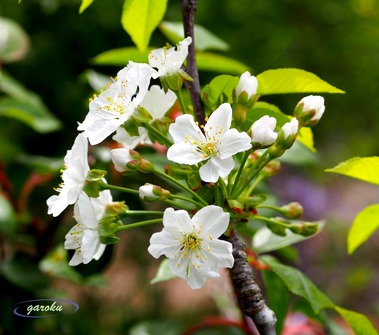 00.桜(ナポレオン_)P4184305