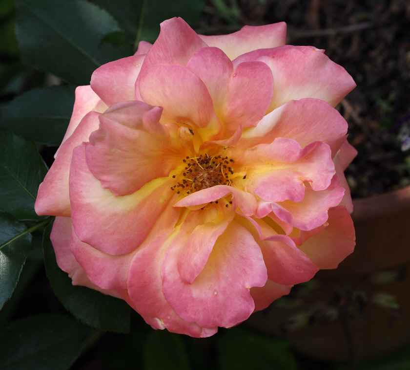 アンネの薔薇(散り際のピンク)_5.16