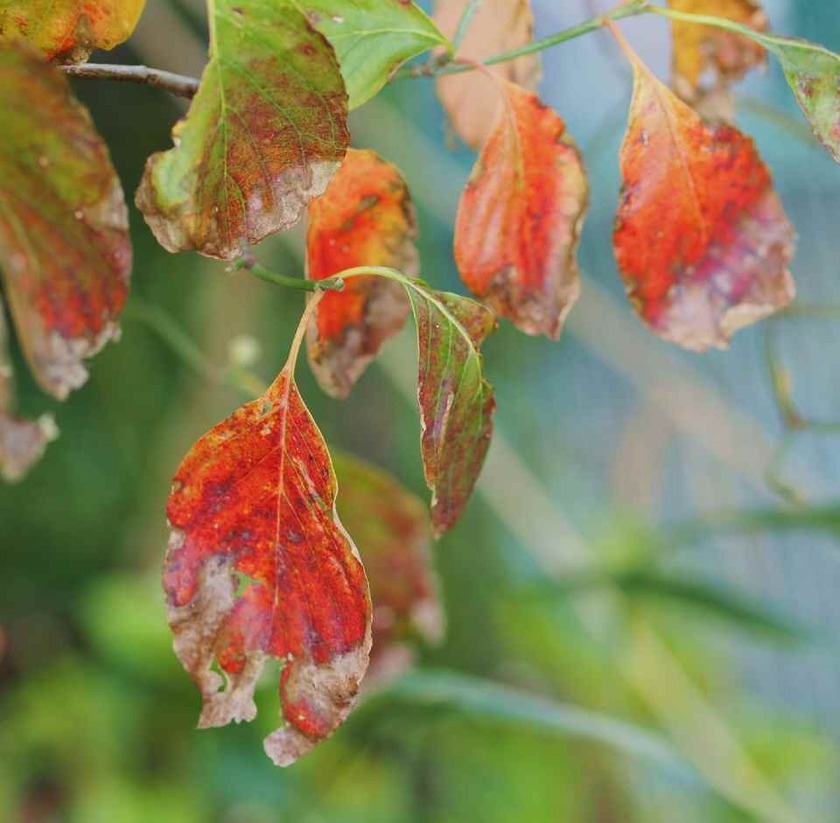 ハナミズキ(2)_10.13