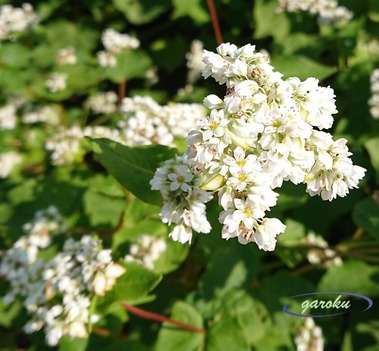 ソバの花