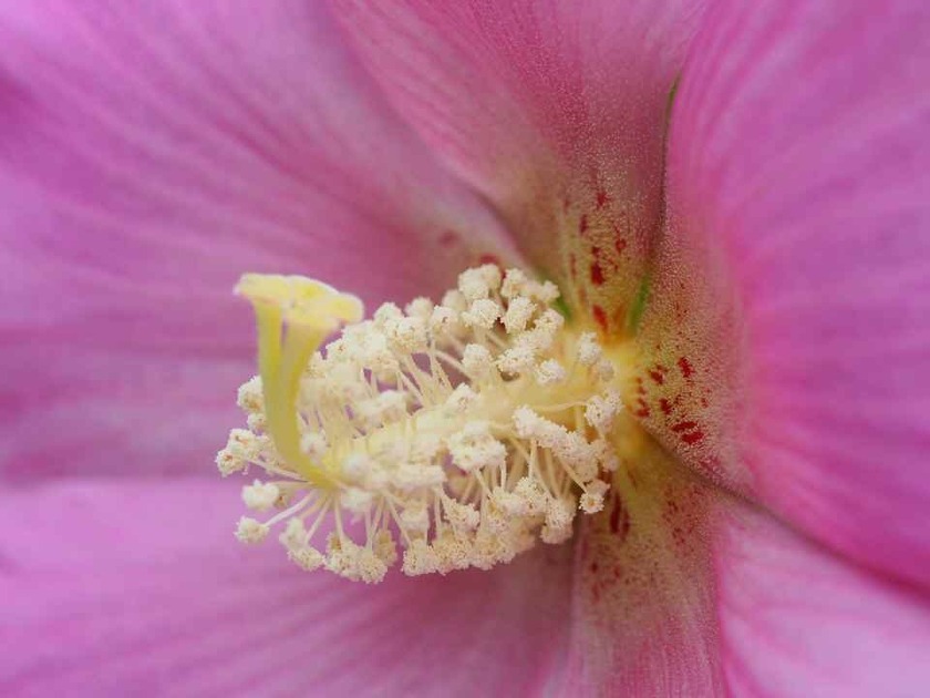芙蓉(2)