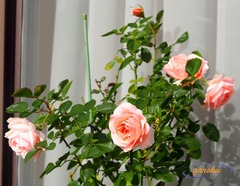 05.ミセスアイリスクロー(FL)_12.05