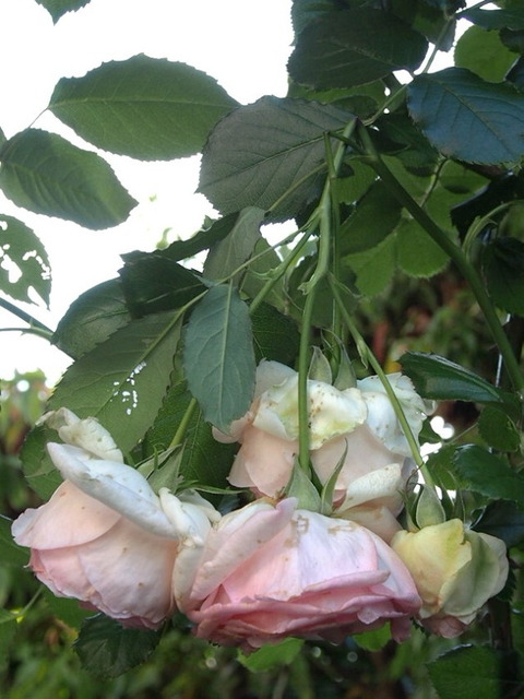 P6200161